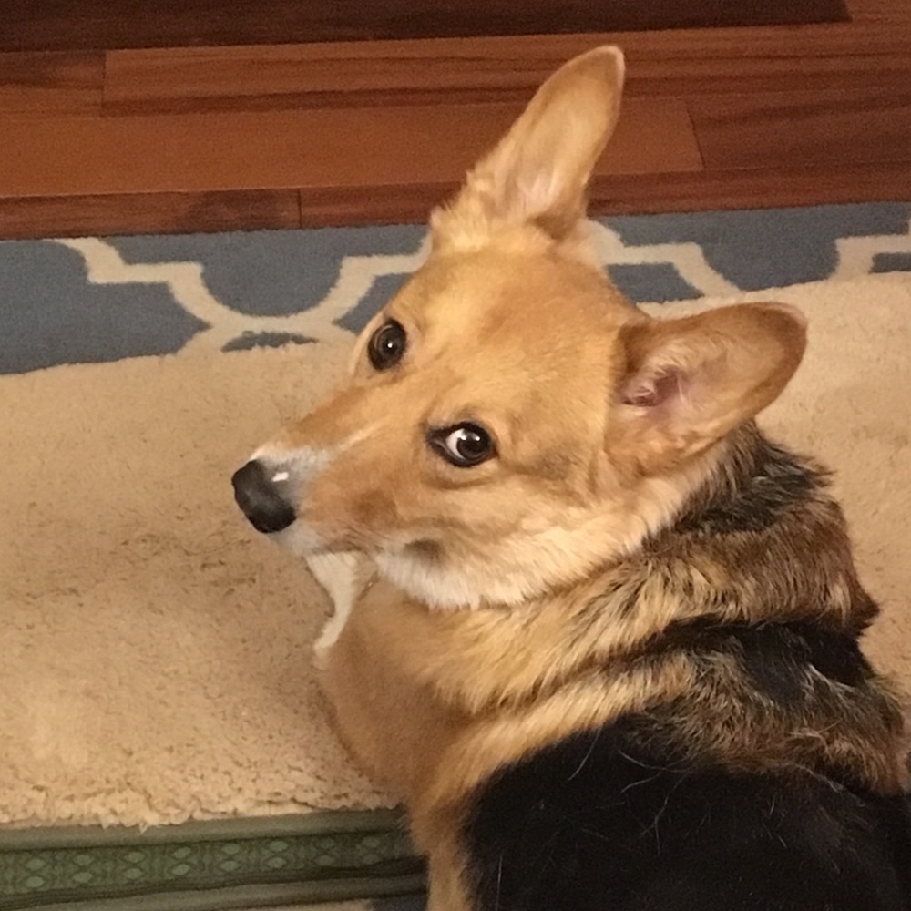 Meet your Posher, Samantha